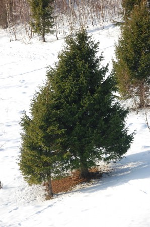 Közönséges luc (Picea abies)
