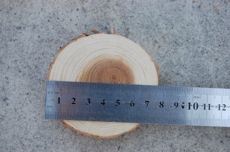 Tuja. A szíjács széles, a geszt sötét