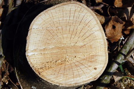 Kőris keresztmetszet. 