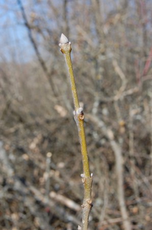 Kőris fiatal vessző